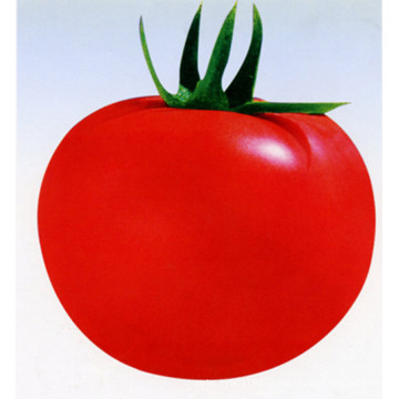 HT43 Quesi big size f1 hybrid best tomato seeds with high yield for sale